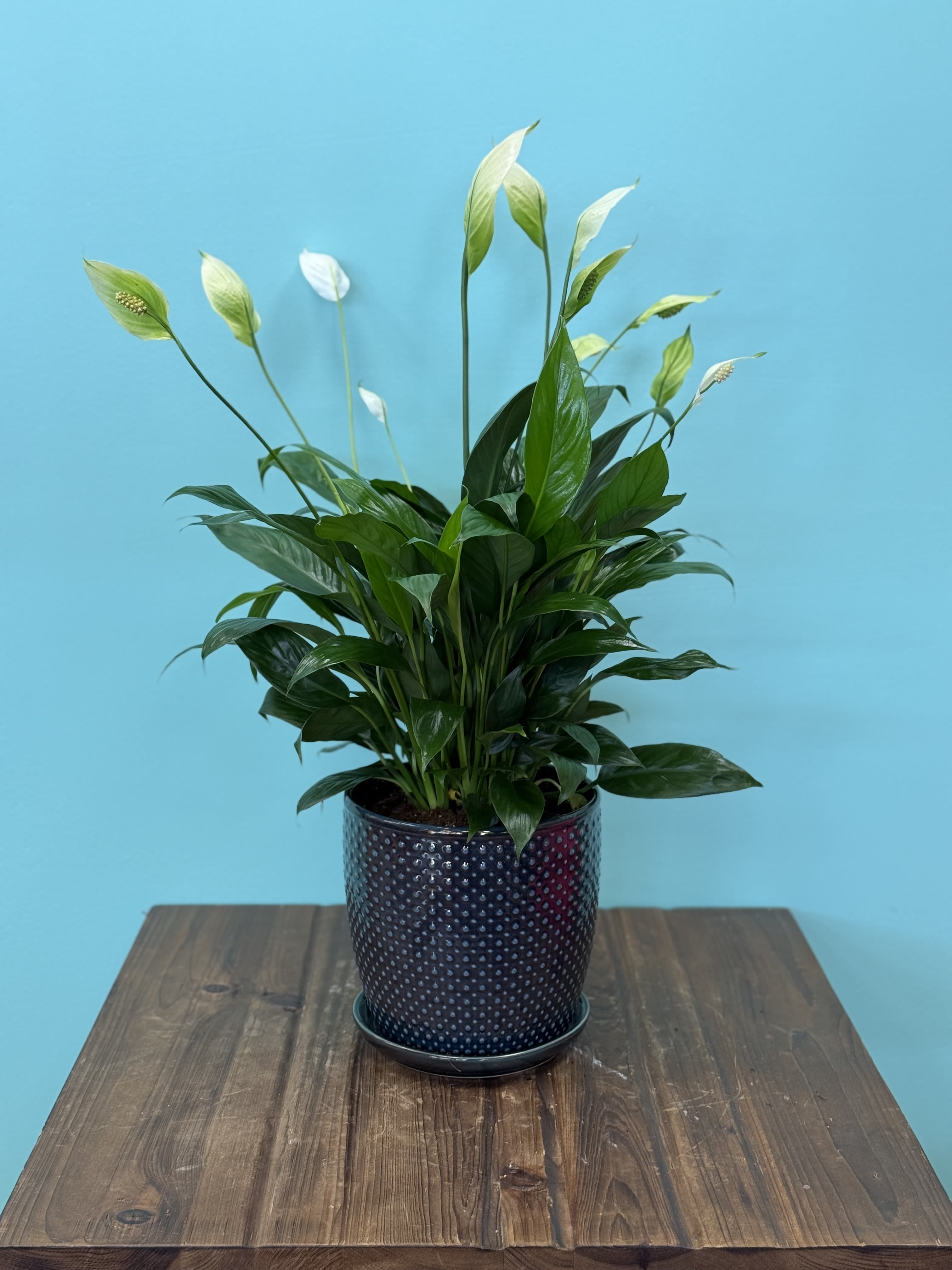 Premium Peace Lily Premium Peace Lily