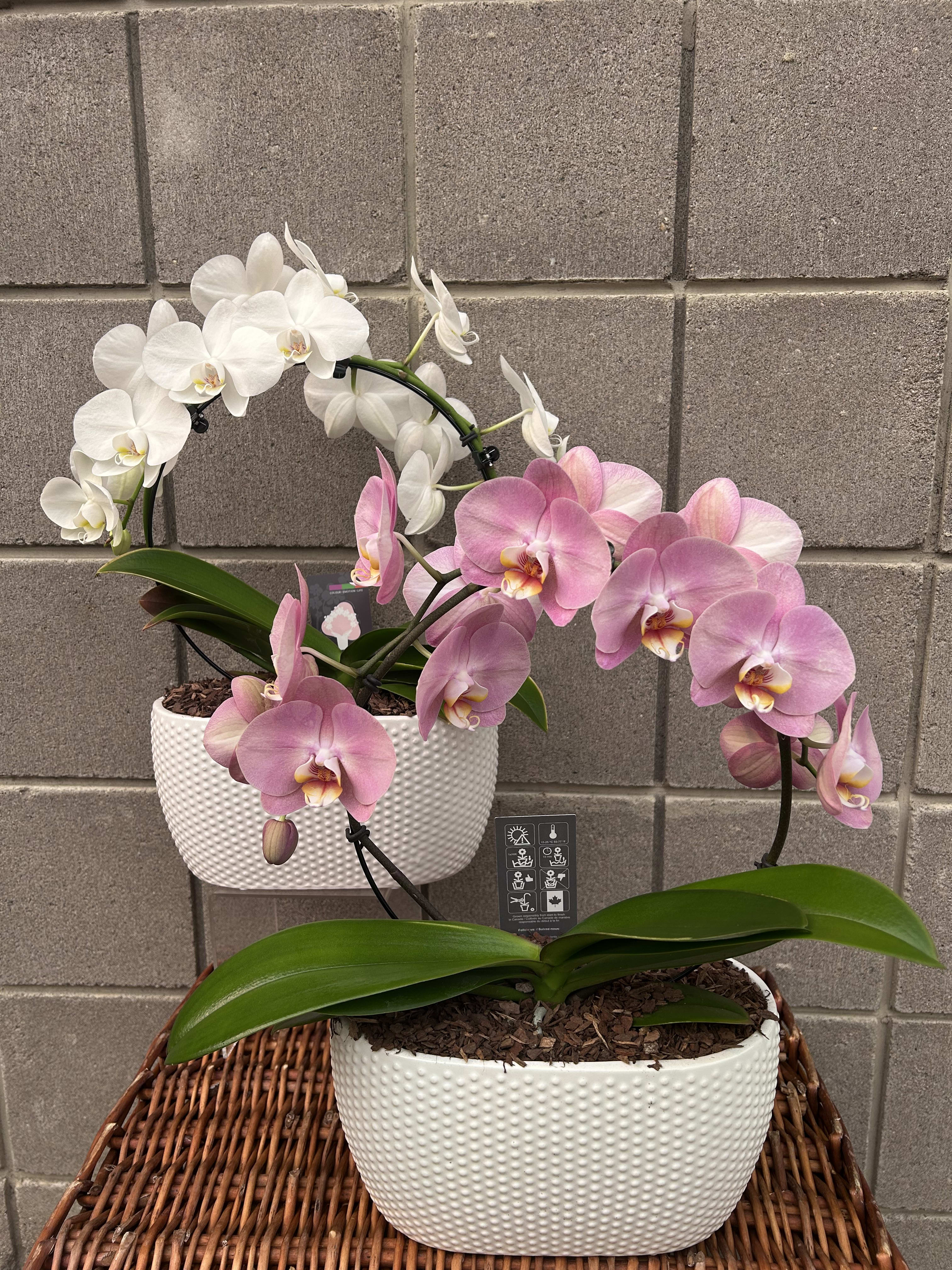 Infinity Orchids (Multiple Colors Available). An arrangement by Deer Valley Florist and Flower Delivery.