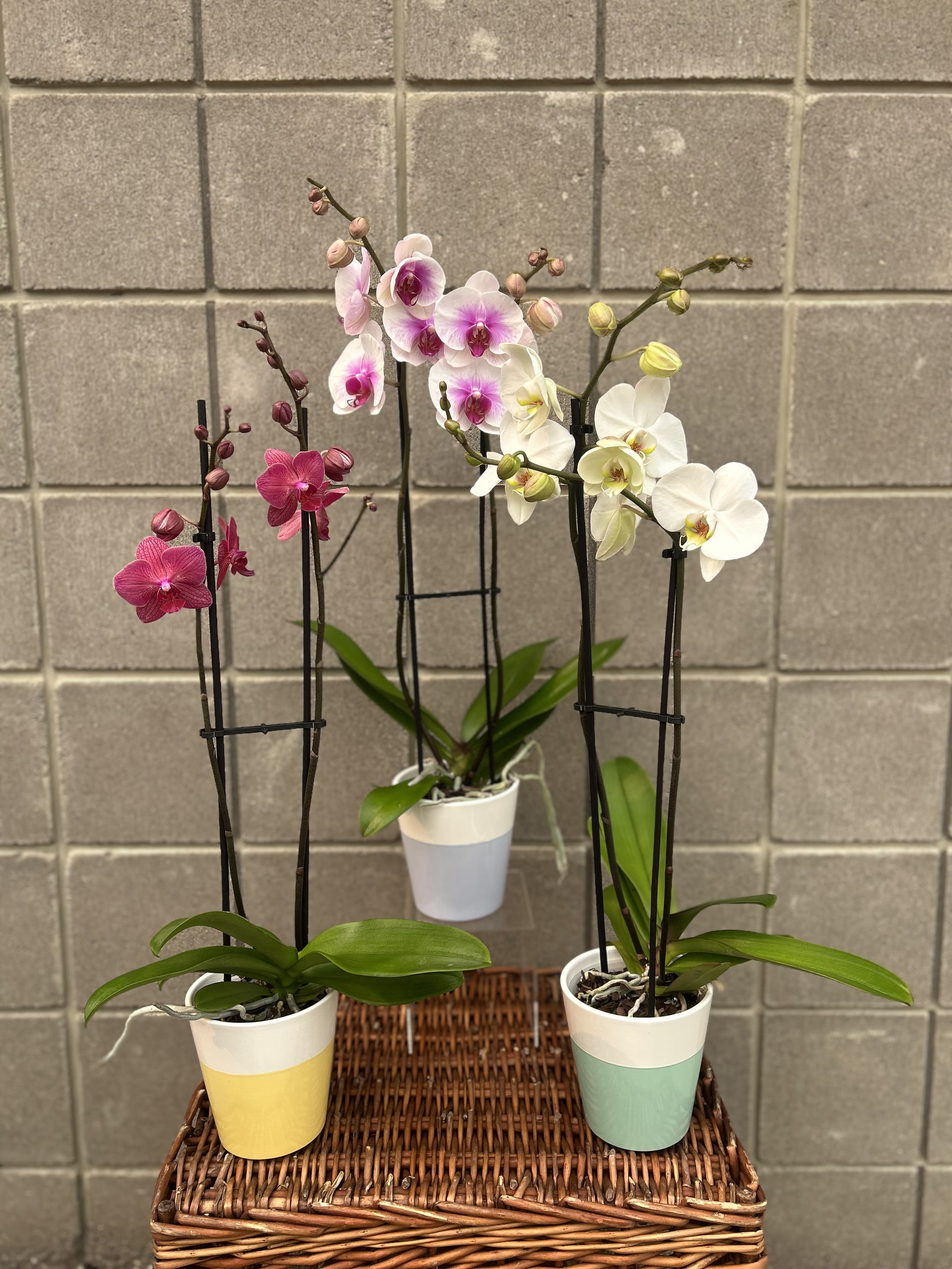Double Orchid Stems in a pot. An arrangement by Deer Valley Florist and Flower Delivery.