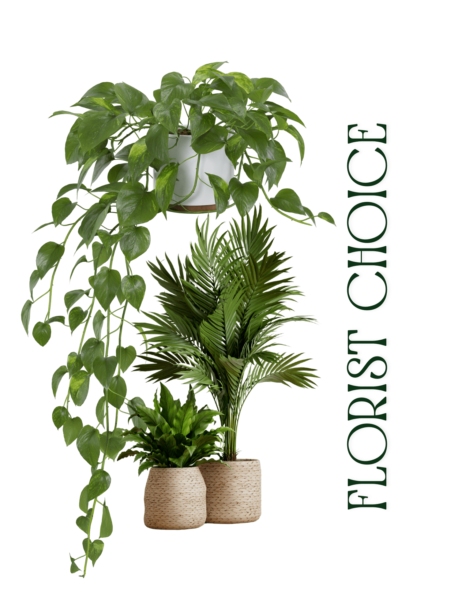 Florist Choice Green Plant. An arrangement by Flower Barn.