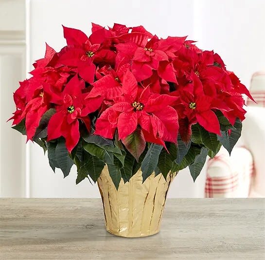 Red Poinsettia 8 or 10 (Photo reflecting 10). An arrangement by Deer Valley Florist and Flower Delivery.