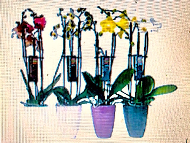 Orchid Love. An arrangement by Sunny Day Blossoms Design Studio.