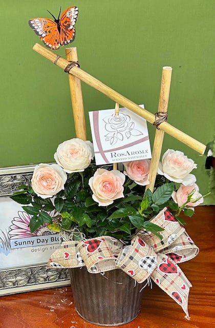 Rose Aroma. An arrangement by Sunny Day Blossoms Design Studio.