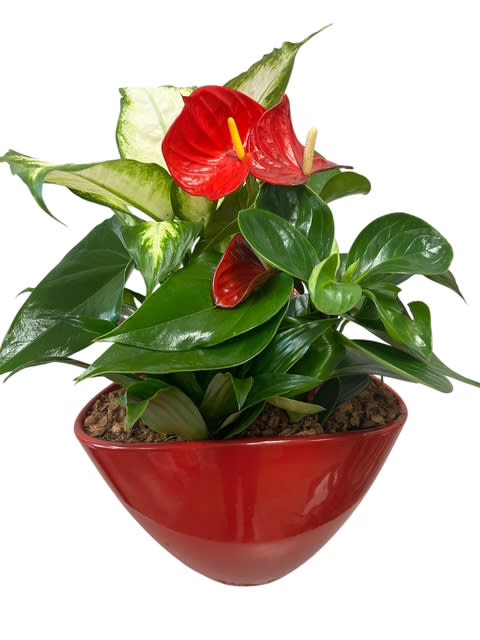 Lovely Anthurium Planter. An arrangement by My Secret Garden.