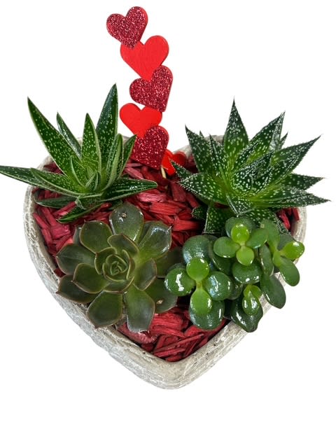 Heart Succulant Planter. An arrangement by My Secret Garden.