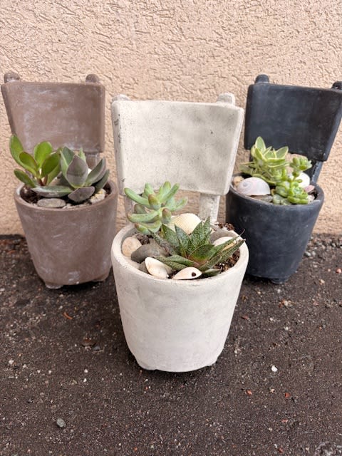 Chair-ished Succulents. An arrangement by Vaillant Florist.