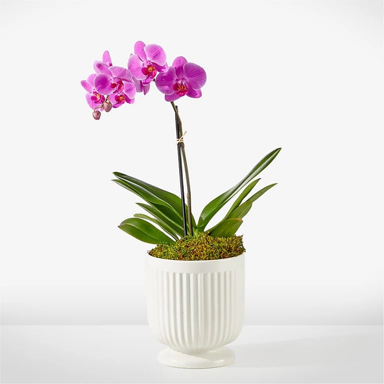 Blooming Orchid Plant. An arrangement by Metcalfe Florist and Pleasant View Greenhouses.