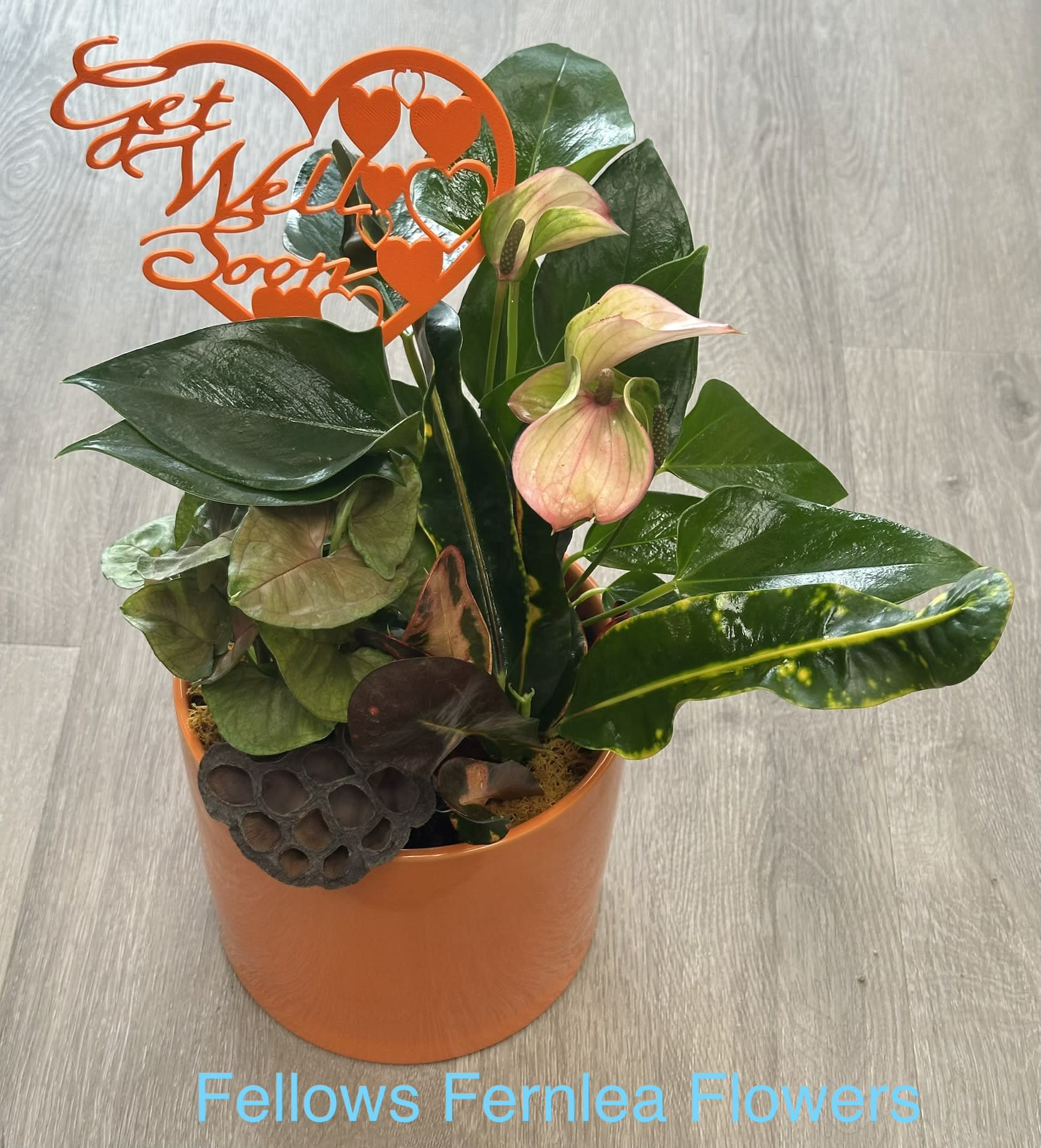 A Little Citrus, Get-Well Planter. An arrangement by Fellows Fernlea Flowers.