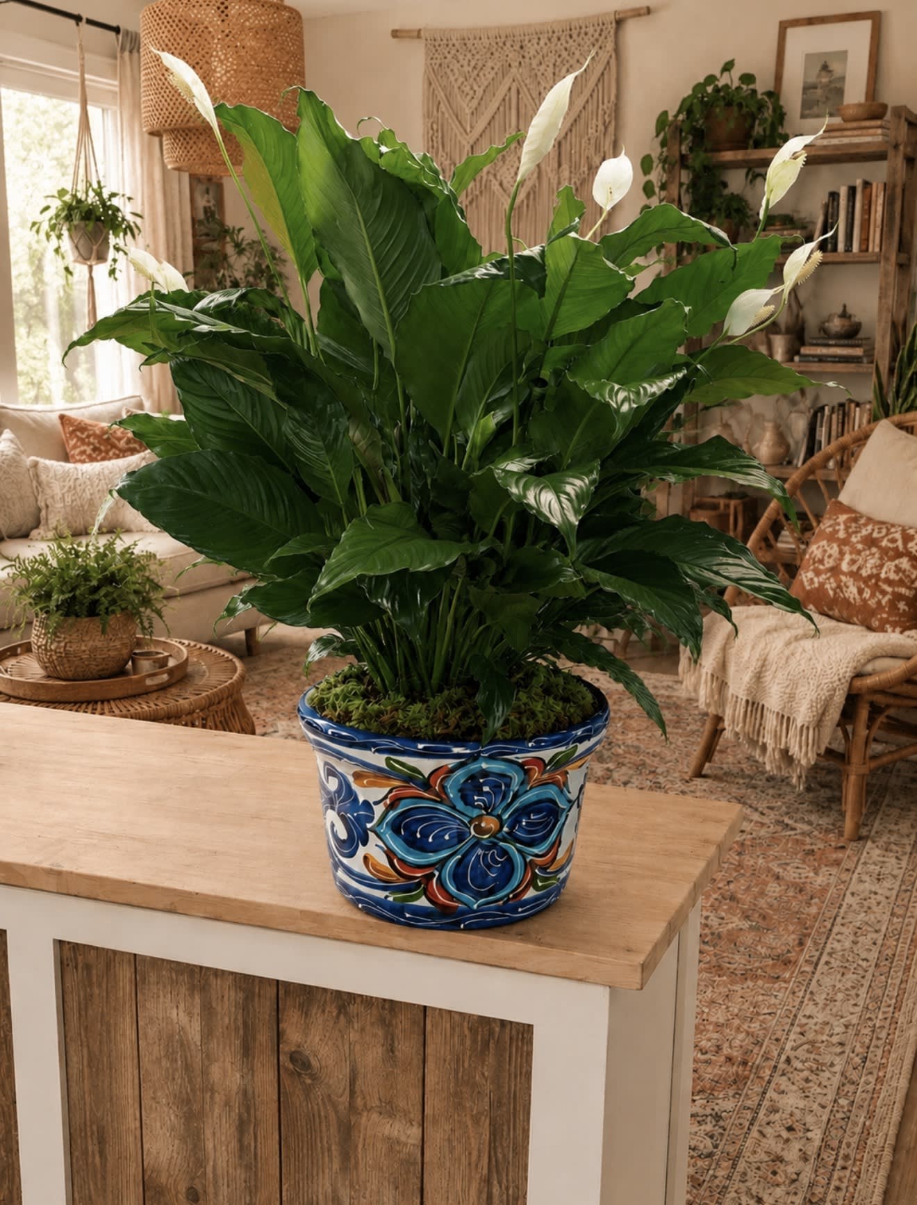 Peace Lily In Hand Painted Terracotta Pot - EXTRA Large Boho. An arrangement by Petals and Co..