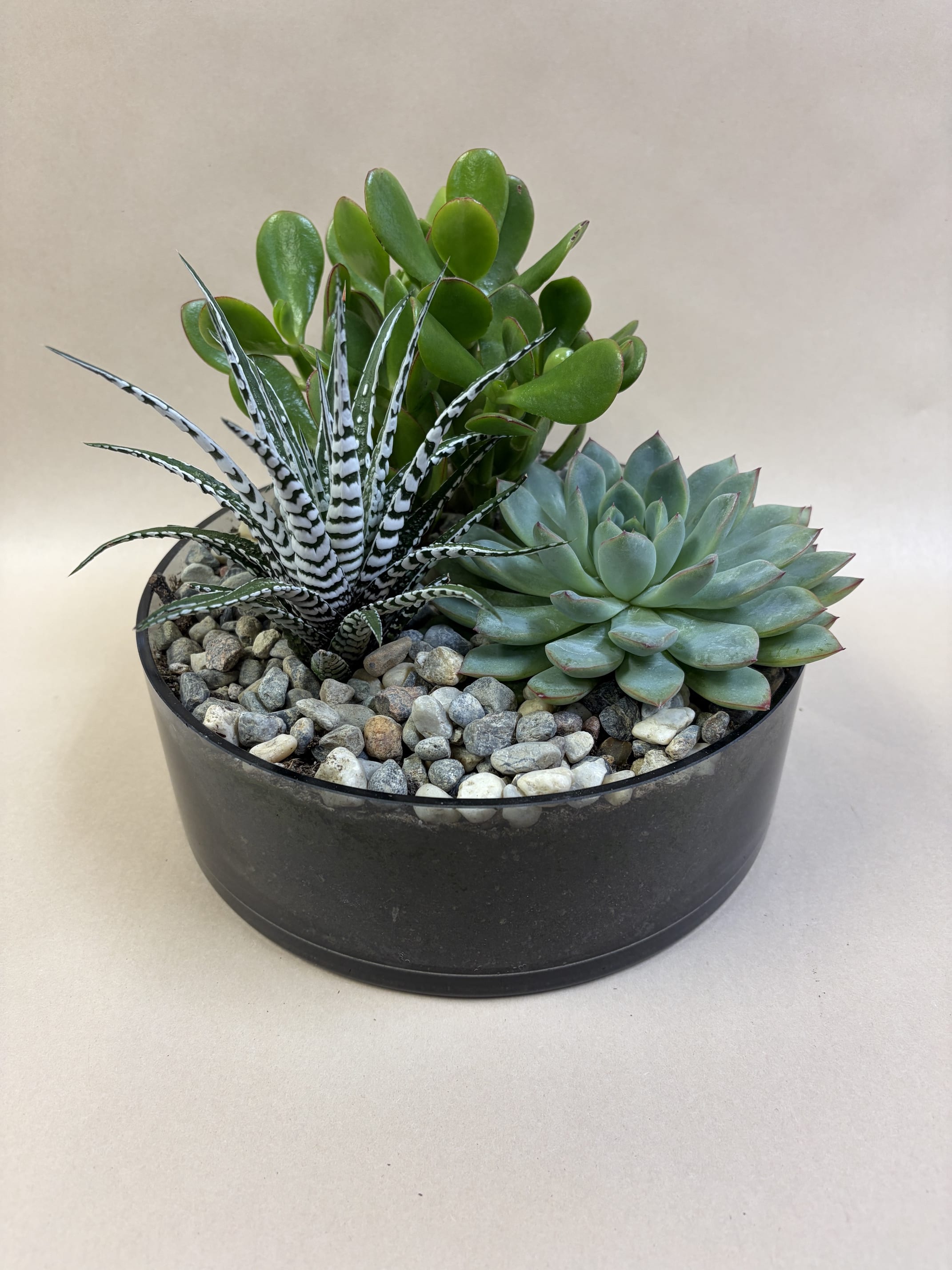 Succulent Dish Garden. An arrangement by Deer Valley Florist and Flower Delivery.