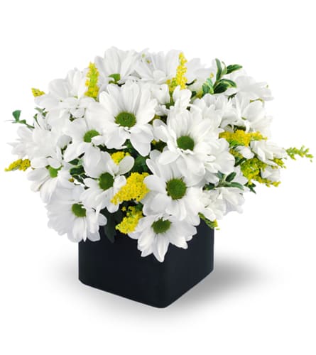 Daisy Delight. An arrangement by Chester Florals and Design. Cheerful daisies are beautifully arranged with solidago and oregonia in a cube vase..