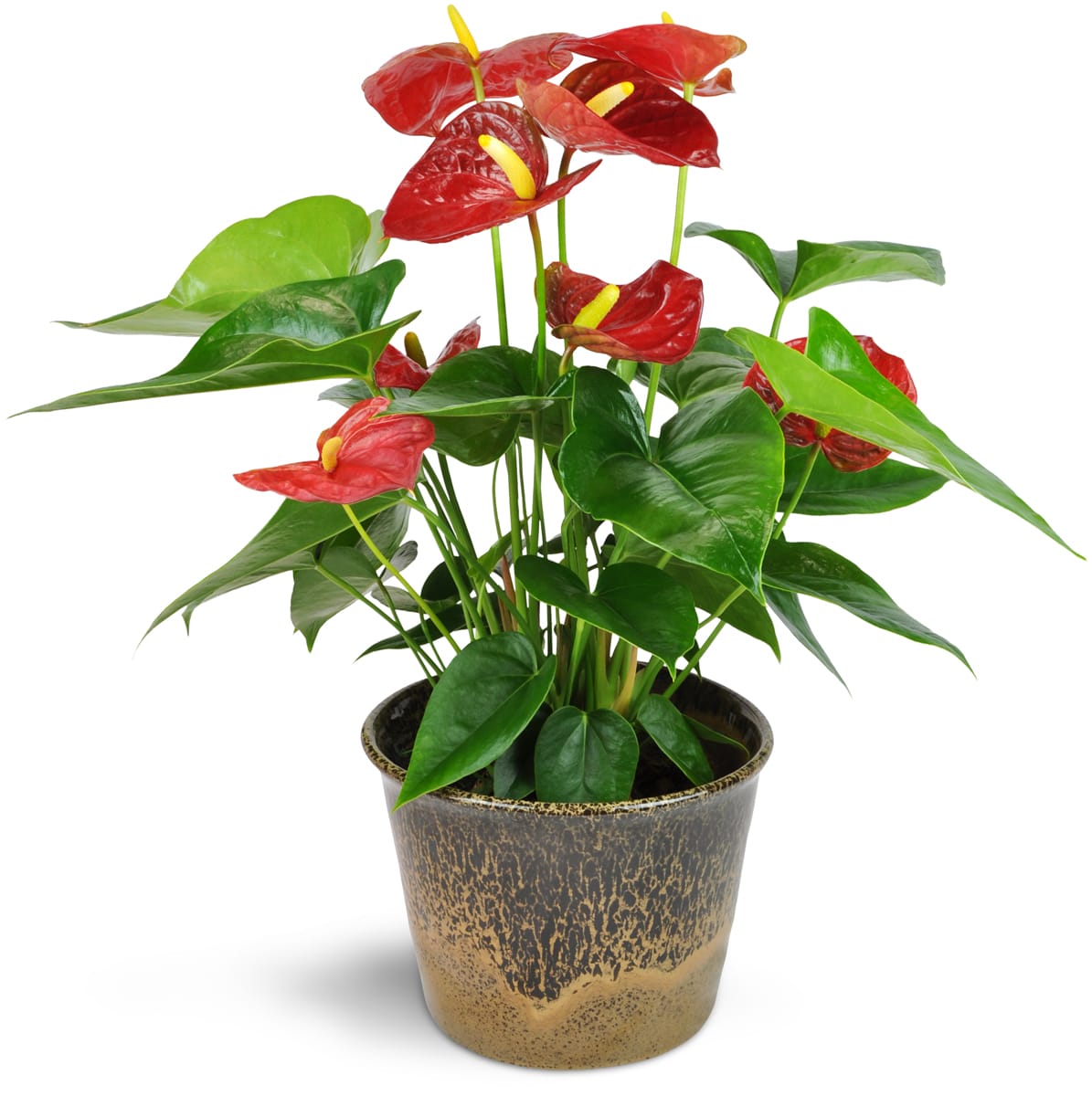 Red Anthurium Plant Red Anthurium Plant