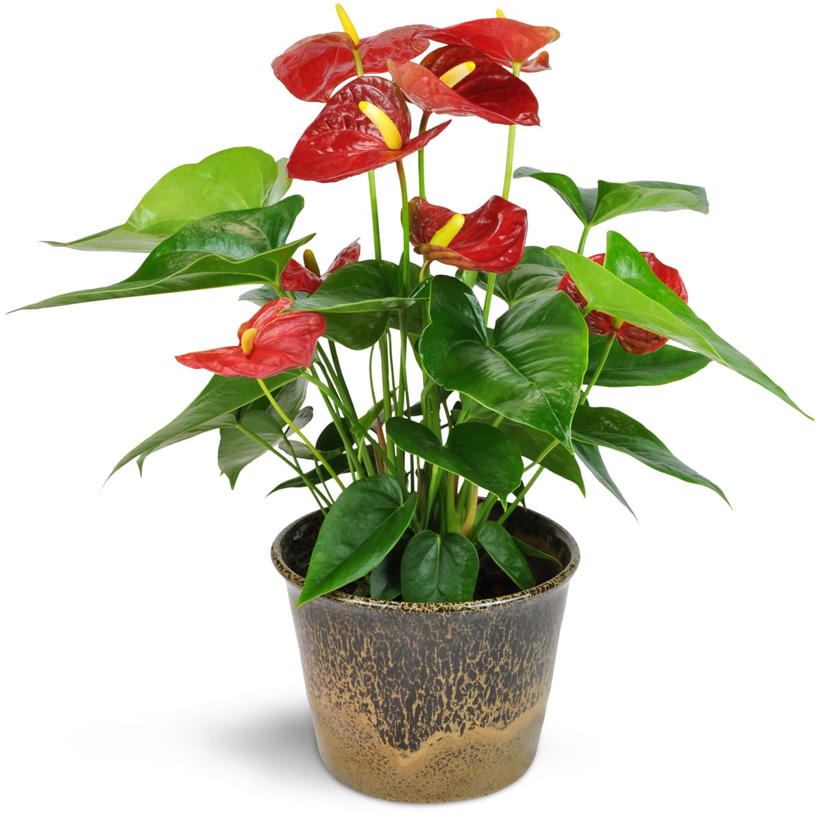 Red Anthurium Plant