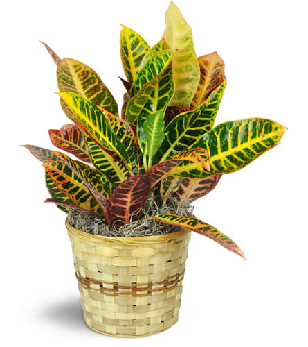 Croton Plant. An arrangement by Pat's Floral Arrangements and Deliveries. One 6 Croton plant arrives in a natural wicker basket surrounded by...