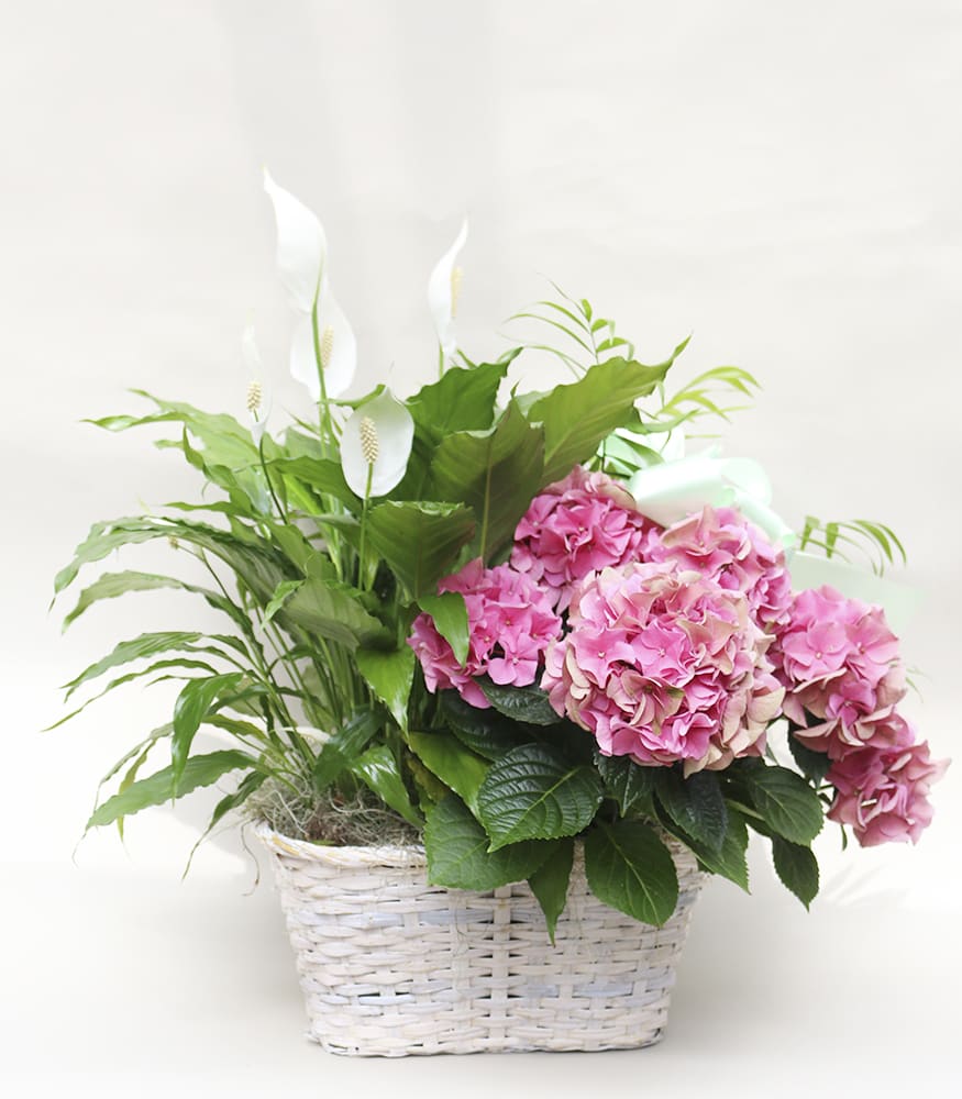 Spring Plant Trio Spring Plant Trio