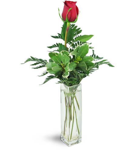 Forever Together™. An arrangement by Fleuriste Aux Quatre Saisons. One single red rose is complimented by fresh greens in a clear glass vase..