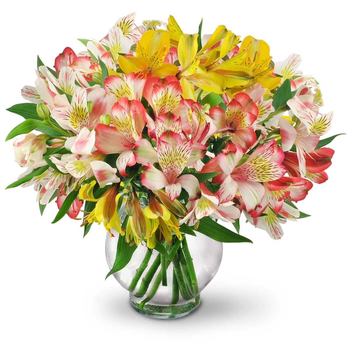 Perfect Peruvian Lilies. An arrangement by The Flower Shop. Bountiful stems of yellow, white, and red alstroemeria mingle in a classic vase..