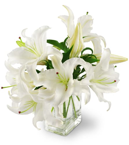 Peaceful Lilies. An arrangement by A Tilted Tulip Surprise. Four stems of white Asiatic lilies, with multiple blooms on each stem, are gracefully...