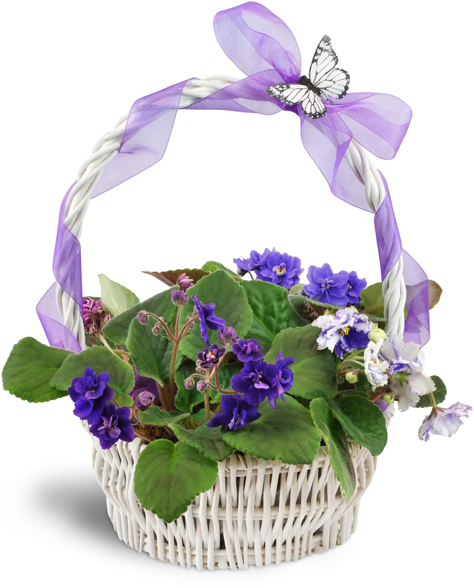 Vibrant Violets Garden Basket. An arrangement by Cupid's Petals. Vibrant violet plants in a pretty, keepsake basket..