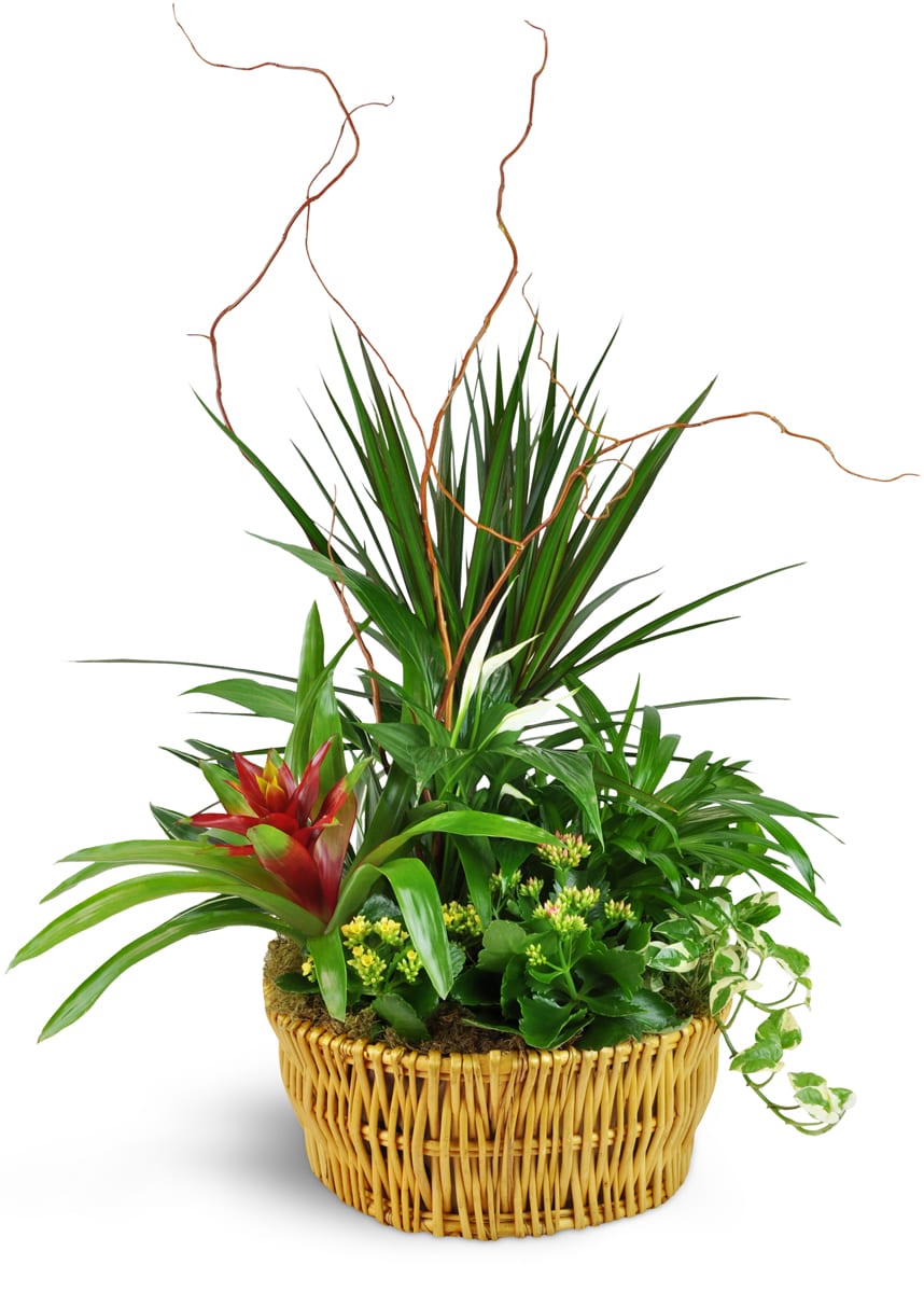 Classic Dish Garden. An arrangement by Hills Valley Floral. A mix of green and blooming plants are arranged in a wicker basket..
