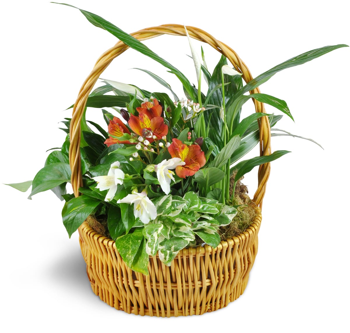 Thinking of You Garden Basket. An arrangement by Buds and Blooms at Enumclaw. Blooming and green plants are arranged in a sweet basket. Upgrade to...