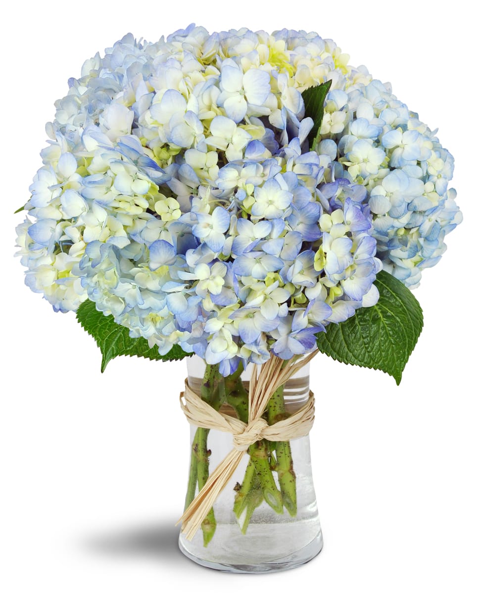 Cloud Nine™. An arrangement by Pat's Floral Arrangements and Deliveries. Six stems of blue hydrangea are arranged in a gracious glass vase..