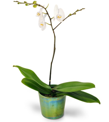 Orchid Simplicity