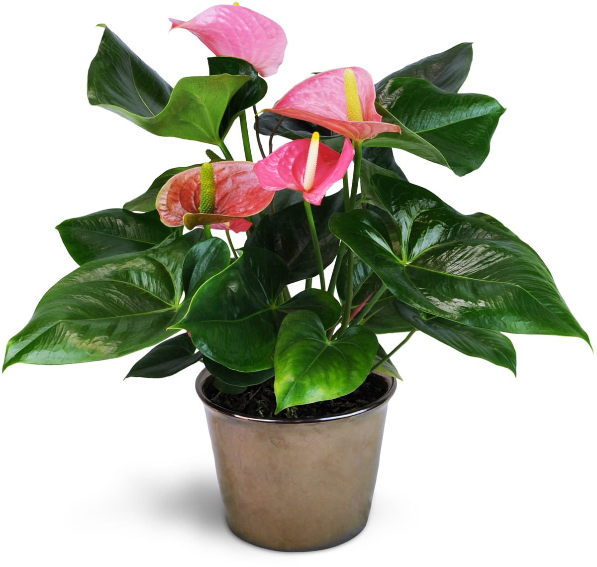 Pink Anthurium Plant. An arrangement by Flowers by Chris 2.0. Gift them one 6 pink anthurium plant in a pretty ceramic pot..