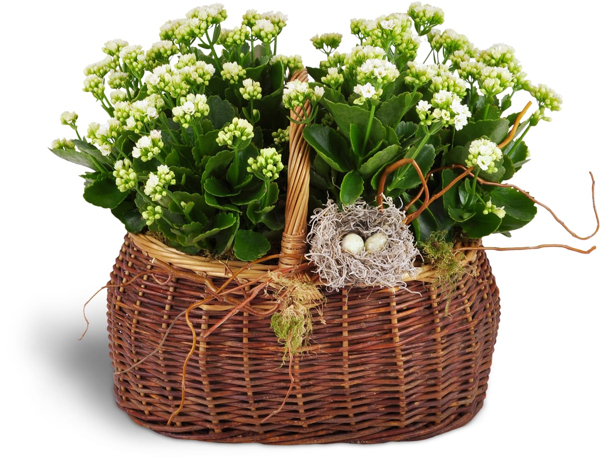 Nestling Kalanchoe Basket. An arrangement by Violeta's Flower Shop. Kalanchoe plants, moss, and curly willow are arranged in a handled basket and...