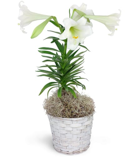Easter Lily Plant. An arrangement by Violeta's Flower Shop. One Easter Lily Plant arrives in a 6 container..