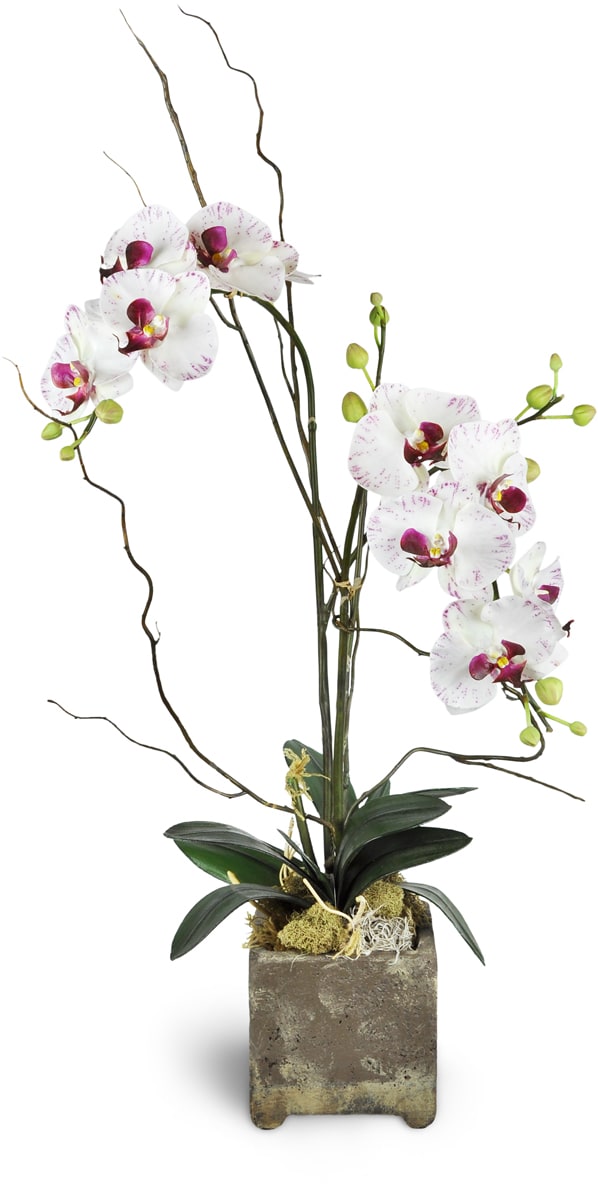 Opulent Double Orchid