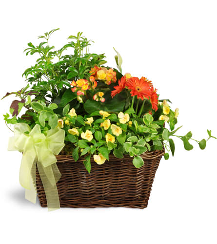 Springtime Sympathies Garden Basket™. An arrangement by Scent From Heaven Floral. This touching sympathy gift features five green plants and five...