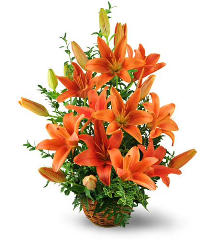 Asiatic Lily Basket. An arrangement by Pat's Floral Arrangements and Deliveries. Vibrant orange lilies and oregonia are arranged in a reusable...
