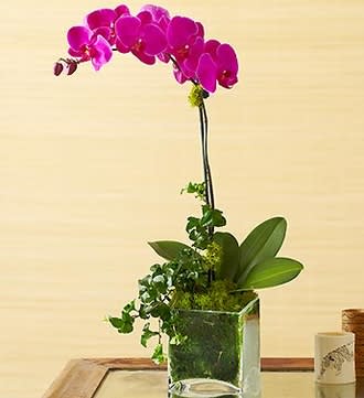 1 Stem Purple Phalaenopsis Orchid 1 Stem Purple Phalaenopsis Orchid