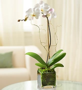 White Phalaenopsis Orchid for Sympathy White Phalaenopsis Orchid for Sympathy