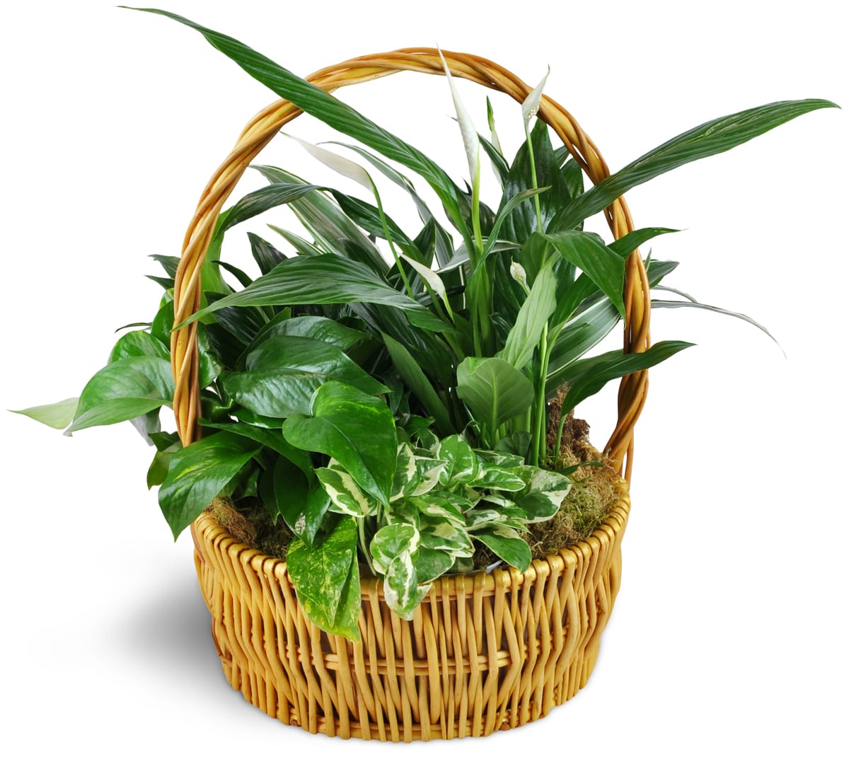 Thinking of You Garden Basket Thinking of You Garden Basket