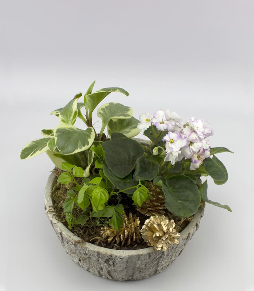 Dish Garden - Small. An arrangement by Just Roses Flowers and More.