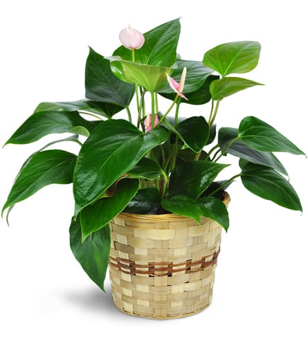 Pink Anthurium Plant in a Basket. An arrangement by Floral Images. Your gift will include one 8 anthurium plant in a beautiful natural bamboo basket..