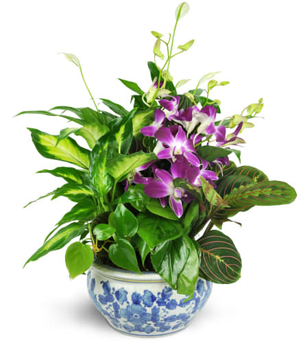 Sweet Memory Planter. An arrangement by Sunny Day Blossoms Design Studio. Send a lovely planter filled with three green plants and cut Dendrobium...