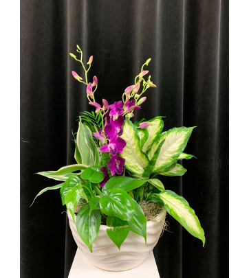 Congratulations Flowers Town Country Gardens Geneva Il Florist Congratulations Flowers Town, Town And Country Gardens Geneva Il
