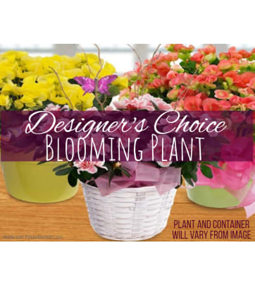 Blooming Plants Touches Of An Angel Cape Coral Fl Florist