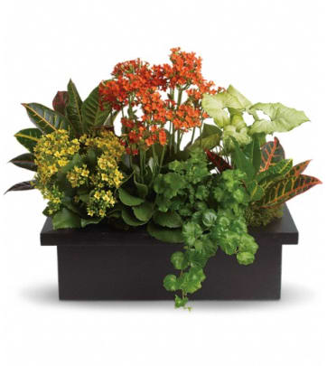 Flowering Plants Delivery: Send Blooming Plants