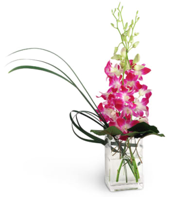 Fresh Orchid Delivery To Upper West