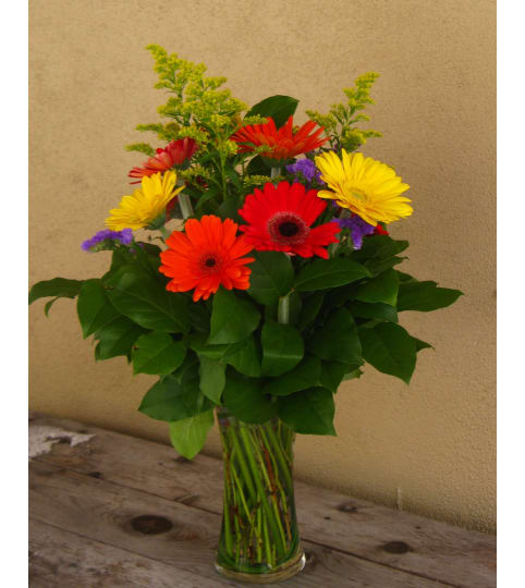 Rainbow of Gerberas