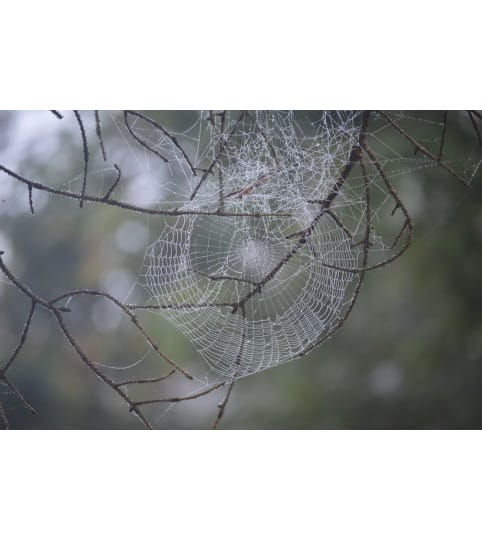 Elegant Dewy Web-  Morning Lovers Arrangement