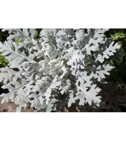 DUSTY MILLER FOR OUTSIDE