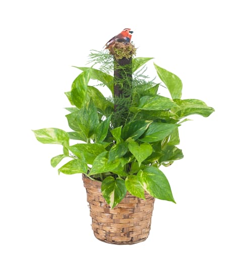 Pothos Plant on Pole