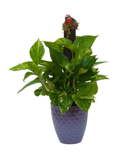 Pothos on Pole in Special Container