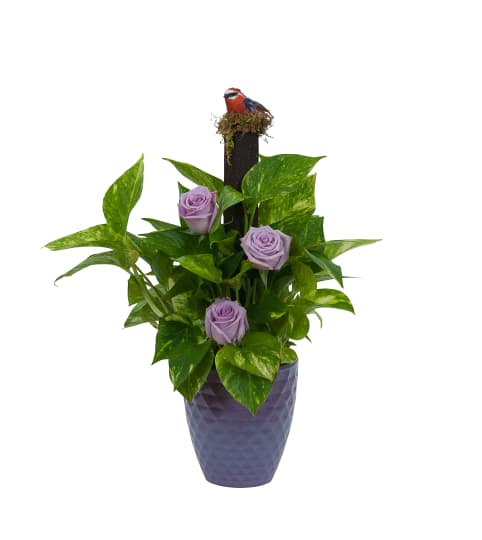 Pothos on Pole with Fresh