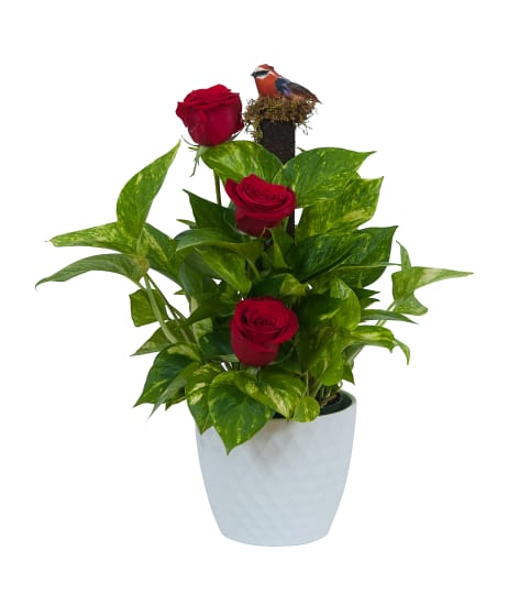 Green plant in ceramic with fresh roses